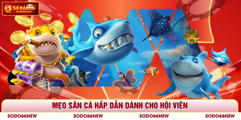 Mẹo săn cá hấp dẫn dành cho hội viên